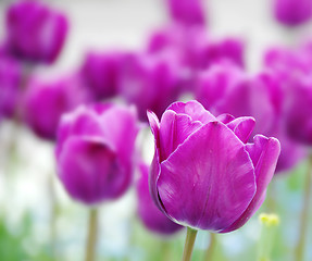 Image showing Purple tulips background