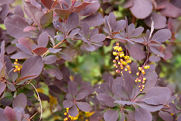 Image showing Spring floral background