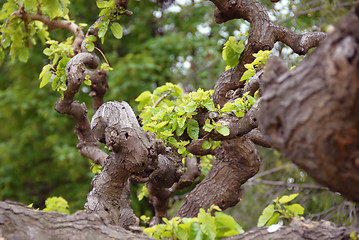 Image showing Tree branch