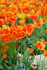Image showing Orange tulips background