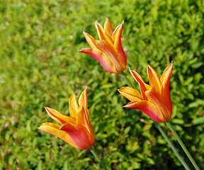 Image showing Three orange tulips