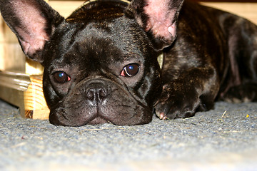 Image showing french bulldog