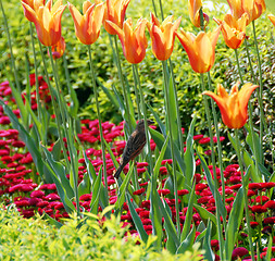 Image showing Sparrow among orange tulips