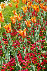 Image showing Orange tulips background