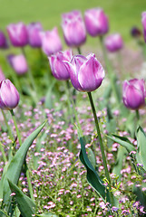 Image showing Purple tulips background