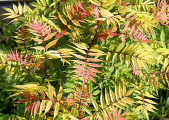 Image showing Abstract botanical background
