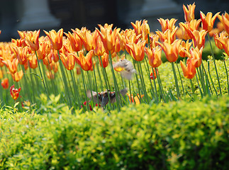 Image showing Sparrows among orange tulips