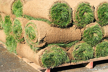 Image showing Rolls Of Sod