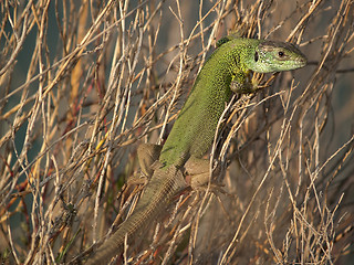 Image showing Lizard resting