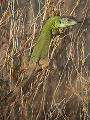 Image showing Lizard resting