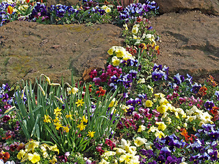 Image showing Spring flower bed