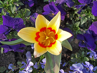 Image showing Tulip Corona. Latin name Tulipia.