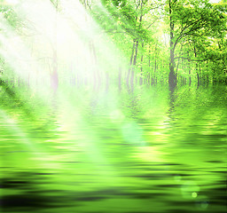 Image showing Green Forest.
