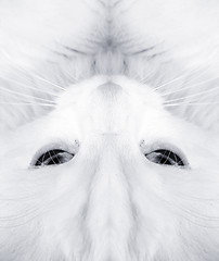 Image showing White cat