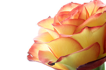 Image showing Rose