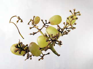 Image showing Grapes on a vine.