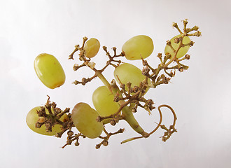 Image showing Grapes on a vine.