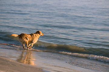 Image showing Playing Golden Retriever