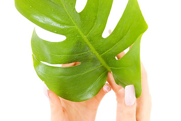 Image showing female hands with green leaf