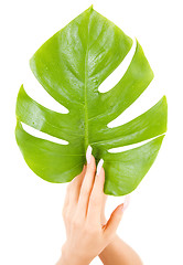 Image showing female hands with green leaf