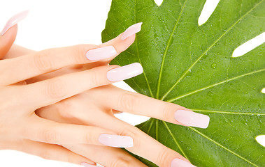 Image showing female hands with green leaf