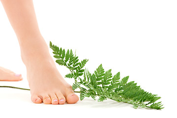 Image showing female feet with green leaf