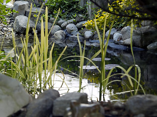 Image showing Biotope