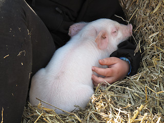 Image showing Cute piglet