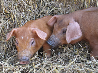 Image showing Cute piglets