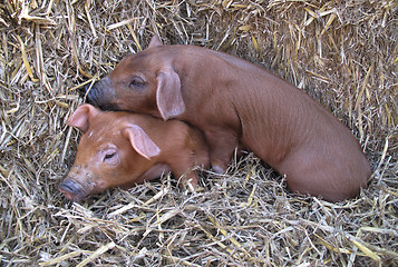 Image showing Cute piglets