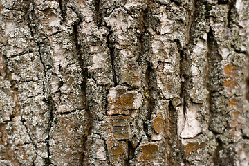 Image showing old tree bark