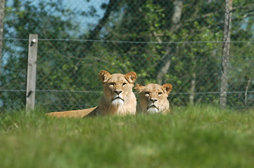 Image showing Two Lions