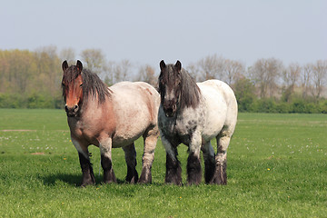 Image showing Two horses