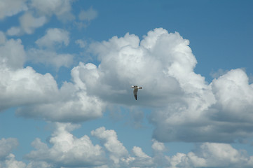 Image showing The Sea gull in clouds.