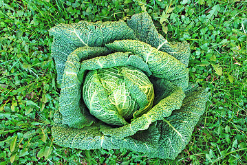 Image showing head of cabbage over grass