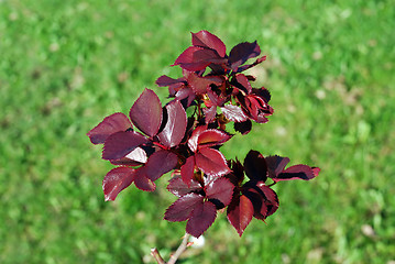 Image showing pink young leaves over green