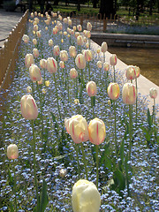 Image showing Tulips