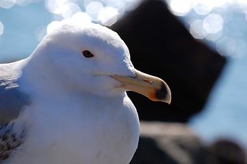 Image showing seagull in the sunshine