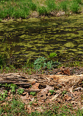 Image showing Springtime In The Swamp