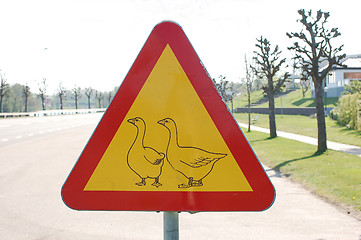 Image showing Crosswalk for goose