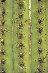 Image showing cactus