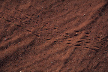 Image showing Lizardtracks in desert