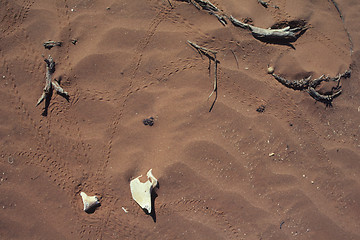 Image showing Lizardtracks in desert.