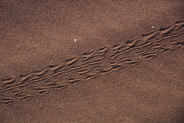 Image showing Lizardtracks in desert.