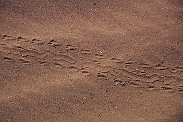 Image showing Lizardtracks in desert