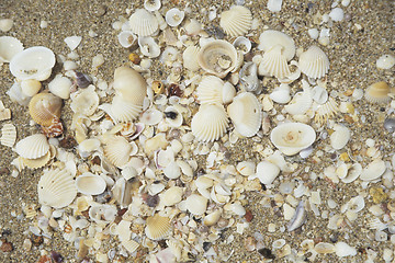 Image showing Shells on a beach.