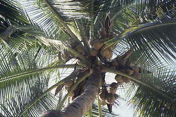 Image showing coconuts