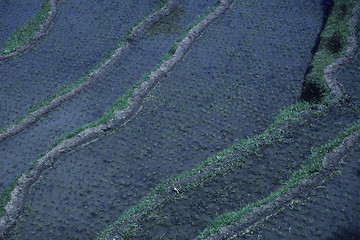 Image showing Ricefields