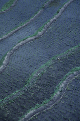 Image showing Ricefields