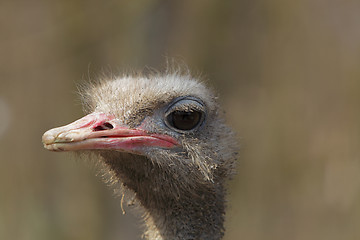 Image showing Dirty ostrich portrait